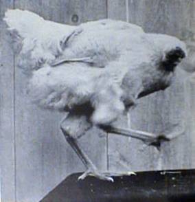 The Unbelievable Tale of Mike the Headless Chicken: A Poultry Miracle in Maine